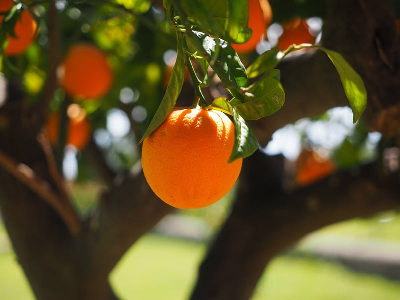 Urban Fruit Tree